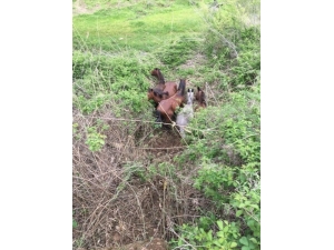 Sason’da Çalılıklar Arasında Mahsur Kalan Atlar Kurtarıldı
