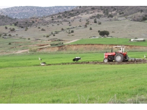 Tarla Sürülürken Leylekler Solucan Ve Böceklerle Besleniyor