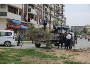 Cizre’de Yeşillendirme Çalışmaları Devam Ediyor