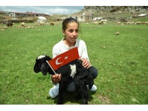 23 Nisan Doğumlu Küçük Kızın Doğum Günü Koyunları Atlatırken Kutlandı