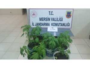 Saksıda Uyuşturucu Yetiştirirken Yakalandılar