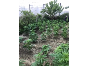 Serada Kenevir Yetiştiren Bekçi Tutuklandı