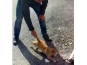 ‘Kediye Eziyet’ Görüntüleri İle İlgili Soruşturma Başlatıldı