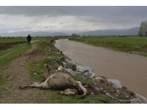 Muş’ta 83 Küçük Ve 1 Büyükbaş Hayvan Selde Telef Oldu