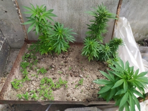 Evinin Çatısında Hint Keneviri Yetiştiren Şüpheli Yakalandı