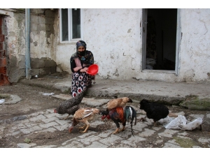 Ahırına Giren Vaşağın 19 Tavuğunu Telef Ettiği Kadın, Yeni Tavuklarına Kavuşacak