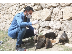 Sokağa Çıkma Kısıtlamasında Aç Kalan Hayvanlar İçin Seferber Oldular