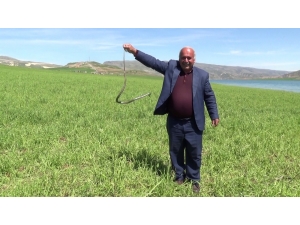 Eliyle Yakaladığı Yılanla Fotoğraf Çektirdi
