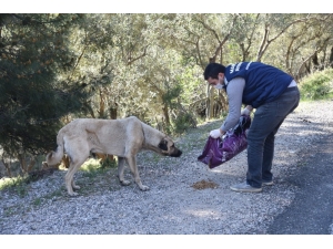 Sokak Hayvanlarına Mama Desteği Sürüyor