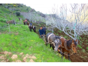 Aydın’da Üretim Seferberliği: Bölgedeki Tüm Atlar Sabana Koşuldu