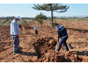 Kütahya Orman Bölge Müdürlüğü Gelir Getirici Meyve Dikimine Başladı