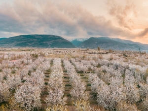 Afyonkarahisar Sultandağı’nda Kiraz Bahçeleri Göz Kamaştırdı
