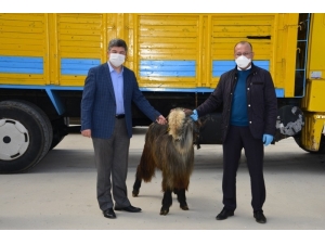 Gediz’de 70 Adet Damızlık Teke Dağıtıldı