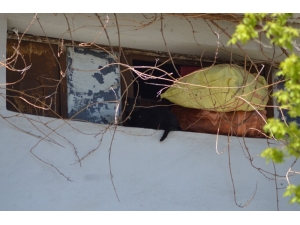 Çatıda Mahsur Kalan Kedi Kurtarıldı