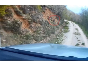 Av Koruma Çalışmaları Esnasında Ekiplere Yakalanan Karaca’nın Kaçış Anları Kamerada