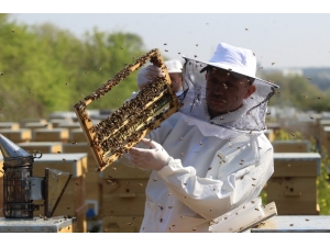 Kilosu 7 Bin Lira Olan Sütün Sağımına Başlandı