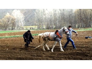 Kaymakam Patates Ekiminde Çiftçiye Eşlik Etti