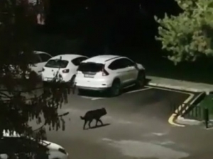 Öğrencilerden Boşalan Kampüse Kurtlar Dadandı