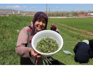 Yabani Otların Arasından Tek Tek Topluyorlar