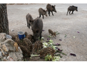 Bodrum’a Sessizlik Çökünce Yaban Domuzları Şehre İndi