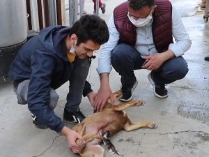 Sahipsiz Kalan Kedi Yavrusunu Köpek Emziriyor