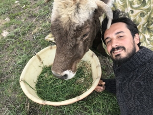 Hasta İneğin Başında Nöbet Tutuyor