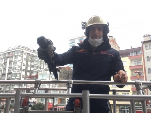 Boş Eve Girerek Mahsur Kalan Karga Kurtarıldı