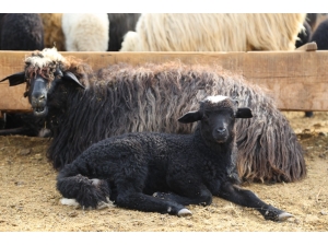 Artvin’de Kuzuların Anneleriyle Buluşması Görüntülendi