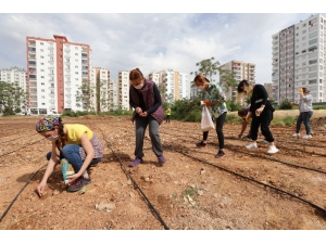 Mezitli’de Mısır Üretimi Başladı