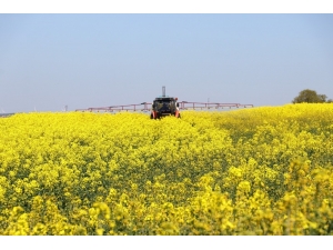 Tekirdağ’da Sarı Bahar