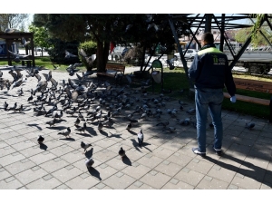 Sokak Hayvanları Şefkat İle Besleniyor