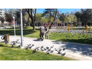 Sokağa Çıkma Kısıtlamasında Sokak Hayvanları Ve Kuşlar Unutulmadı