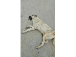 Av Tüfeği İle Vurulan Köpeğin Failinin Bulunulması İsteniyor