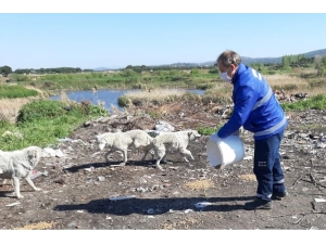 Ayvalık’ta Sokak Hayvanlarına 3 Ton Mama Dağıtıldı