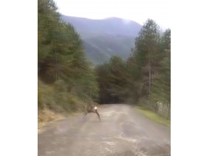 Yola Çıkan Karaca Cep Telefonuyla Görüntülendi