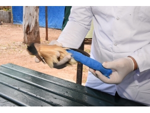 Mersin’de Nesli Tükenmekte Olan Balaban Kuşu Yaralı Bulundu