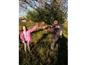 Tarlasına Giderken Gördüğü Yaralı Şahine Sahip Çıktı