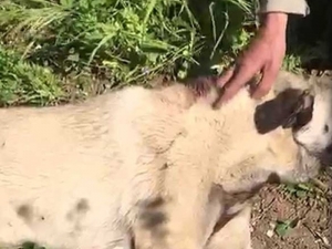 Köpeğini Vurdu, Hayvanseverler Kurtardı