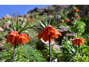 Baharın Müjdecisi Ters Laleler Bitlis’te Açmaya Başladı