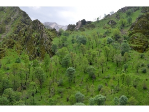 Yeşile Bürünen Beytüşşebap’ta Kartpostallık Görüntüler Oluştu