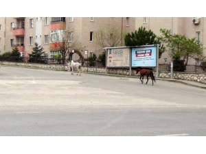 Bursa’da Boş Kalan Cadde Ve Sokaklar Hayvanlara Kaldı