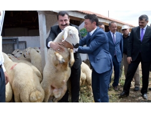 Covid -19’a Karşı "Kuzu Eti" Önerisi