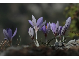 Yeni Bir Endemik Tür Keşfedildi: "Karacaoğlan Çiğdemi"