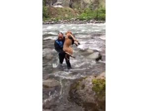 Fırtına Deresi’nde Zabıtadan Köpek Kurtarma Operasyonu