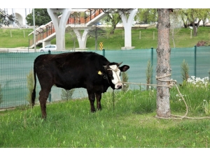 Hayırsever Vatandaş Polislere Kumanya Olarak Büyükbaş Hayvan Bağışladı