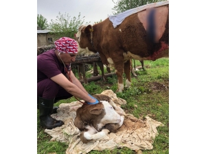 Onlarda Hayvan Sağlığı İçin Görev Başında