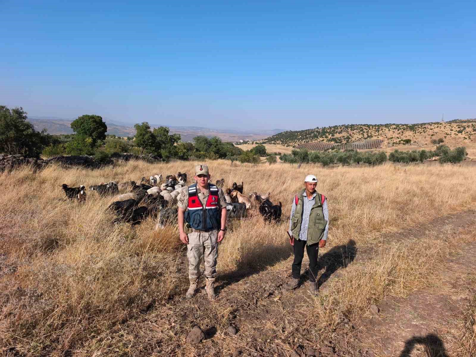 kilis-te-kaybolan-50-kucukbas-hayvan-jandarma-tarafindan-bulunarak-sahibine-teslim-edildi