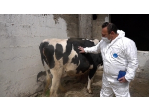 Hayvan Yetiştiricilerine Destek Sürüyor