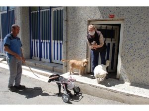 ‘Sinirden Ellerim Titriyor’ Diyerek Köpeğini Ezen Sürücüye Tepki Gösterdi
