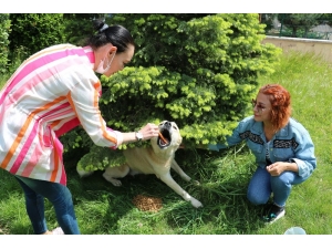 Aç Kalan Sokak Hayvanlarını Beslediler